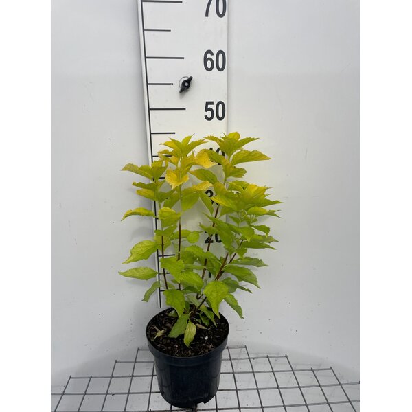 Philadelphus cor. 'Aureus' - 3,0L 40+