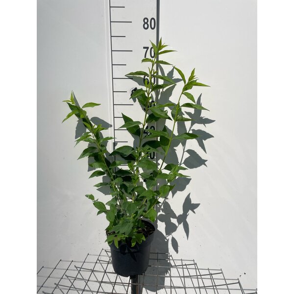 Forsythia int. 'Lynwood' - 3,0L 60+