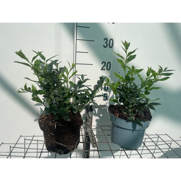Sarcococca hookeriana - 2,0L