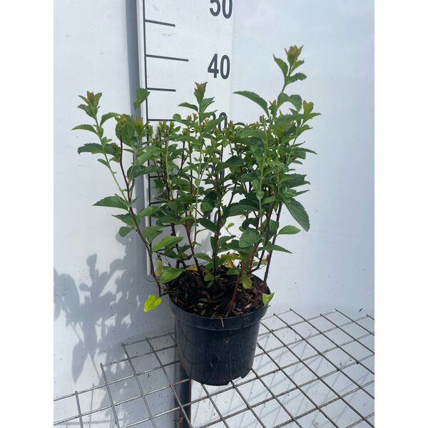 Spiraea fritschiana - 3,0L
