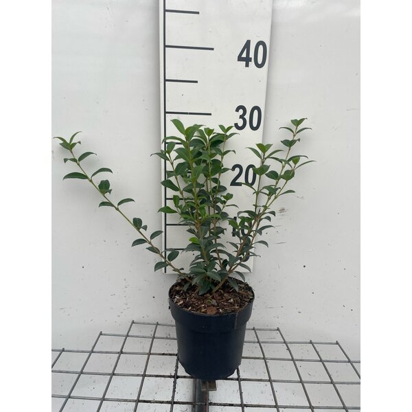 Osmanthus burkwoodii - 1,3L 20+