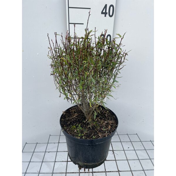 Salix purpurea 'Nana' - 5,0L