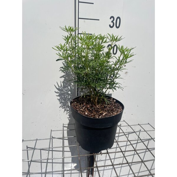 Choisya ternata White Dazzler - 3,0L