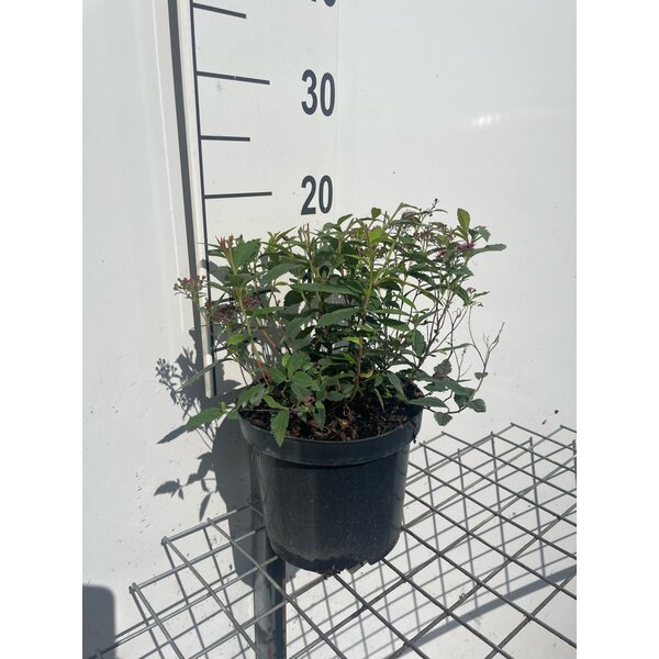 Spiraea jap. 'Anthony Waterer' - 3,0L