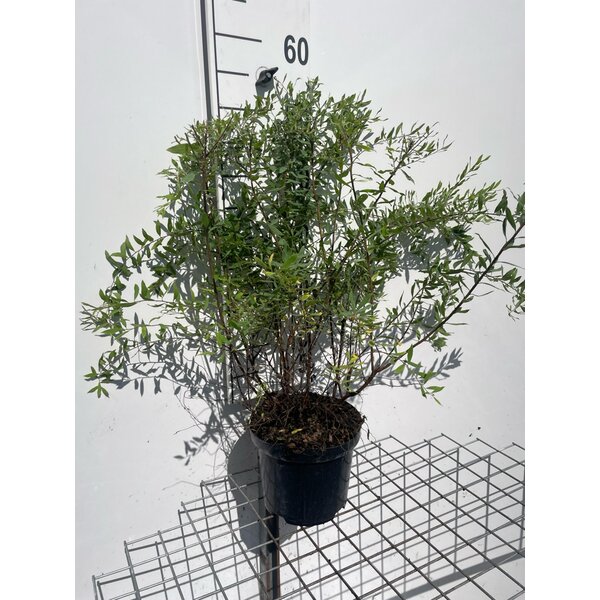 Spiraea cinerea 'Grefsheim' - 3,0L