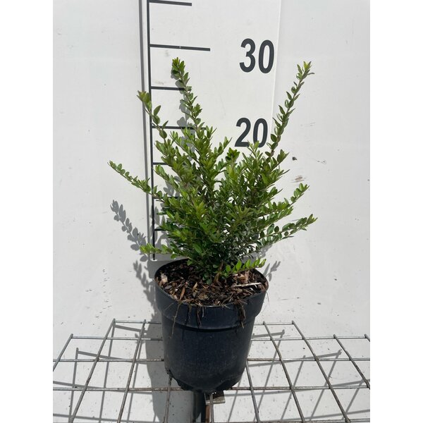 Lonicera nit. 'Elegant' - 1,3L