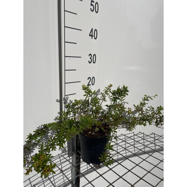 Potentilla f. 'Elizabeth' - 1,3L