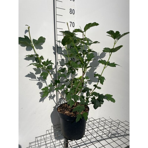 Viburnum opulus 'Roseum' - 7,5L