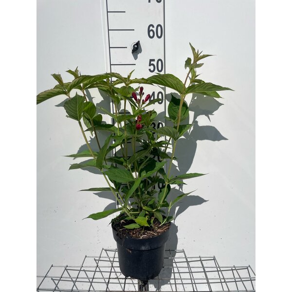 Weigela 'Bristol Ruby' - 3,0L 40+