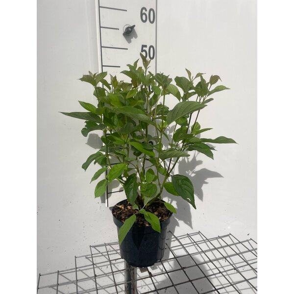 Cornus alba - 3,0L