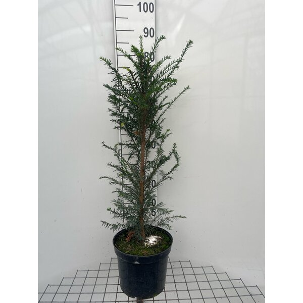 Taxus baccata - 7,5L 80+