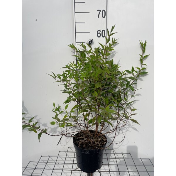 Deutzia rosea 'Campanulata' - 3,0L 50+