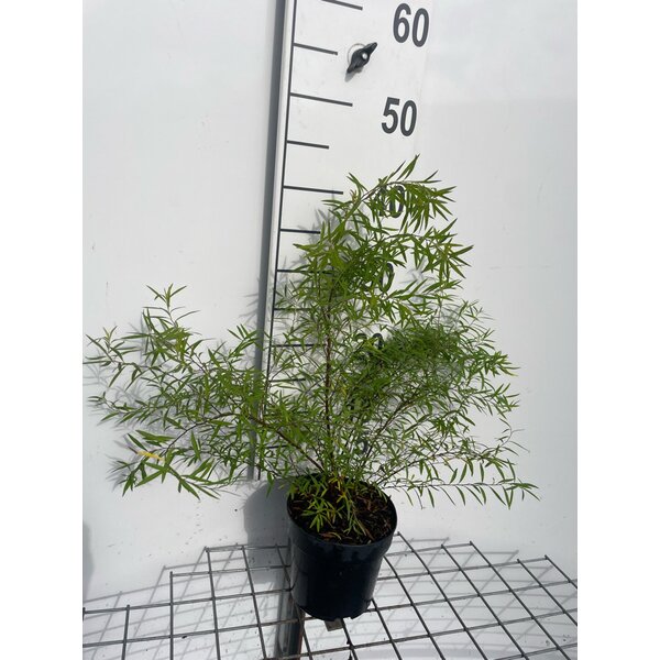 Spiraea thunbergii - 1,3L