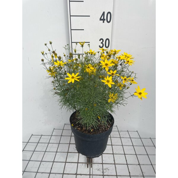 Coreopsis vert. 'Zagreb' - 3,0L