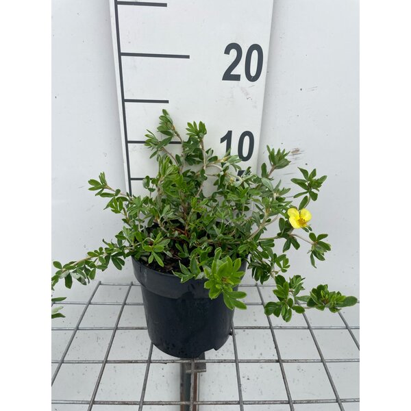 Potentilla f. 'Elizabeth' - 1,3L