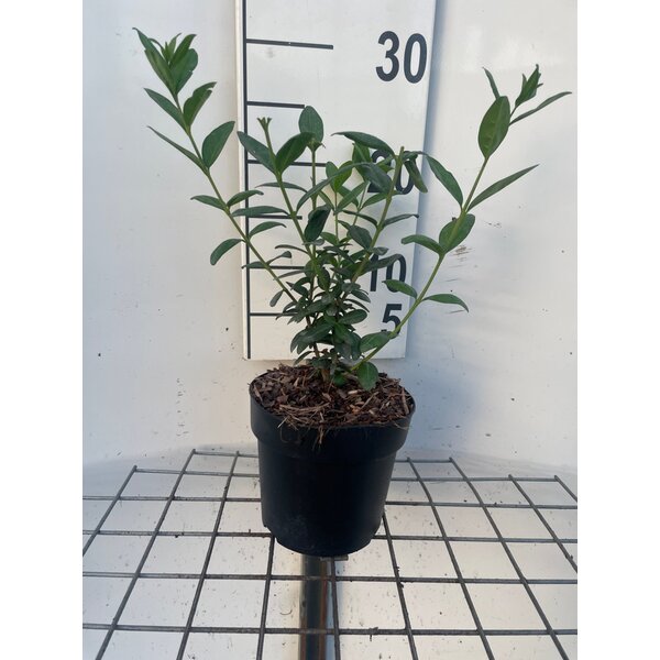Ligustrum vulgare - 1,3L