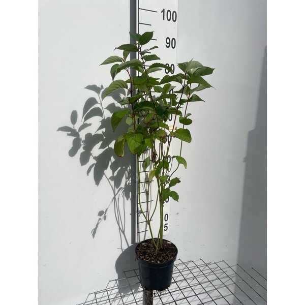 Cornus alba - 3,0L 60+
