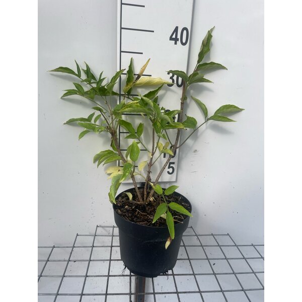Sambucus nigra - 3,0L