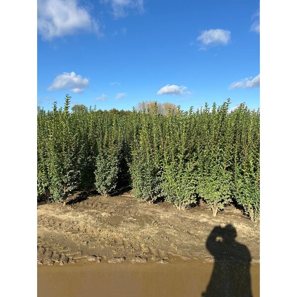 Ligustrum ovalifolium - met kluit 175+