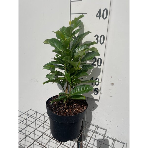 Prunus l. Genolia - 3,0L