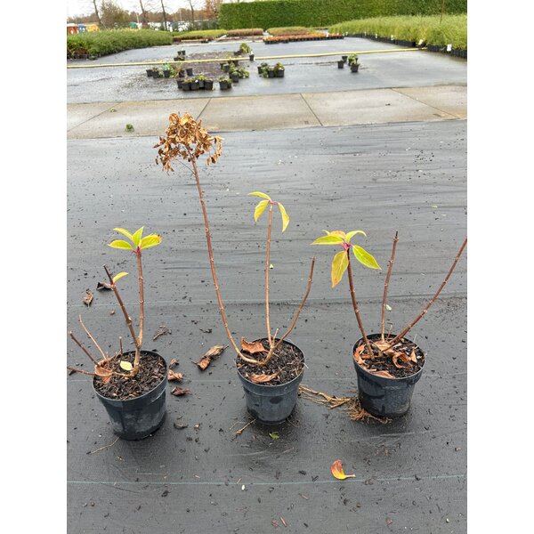 Hydrangea pan. 'Phantom' - 1,3L