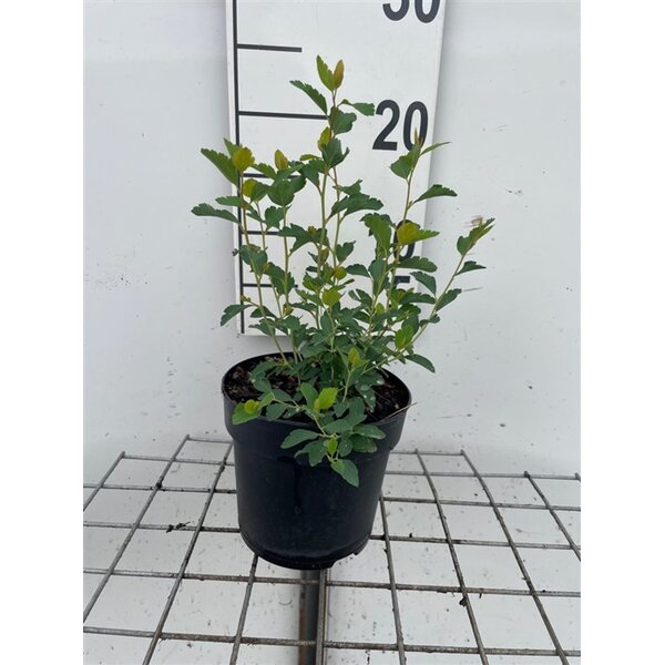 Spiraea vanhouttei - 1,3L