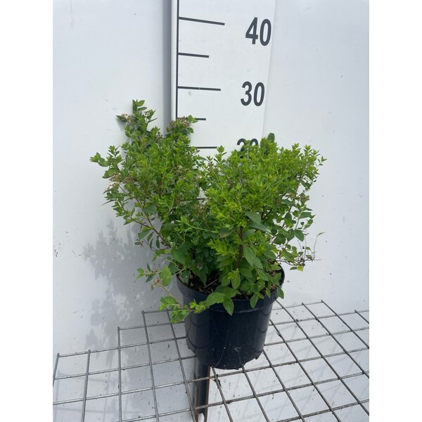 Spiraea jap. 'Little Princess' - 3,0L