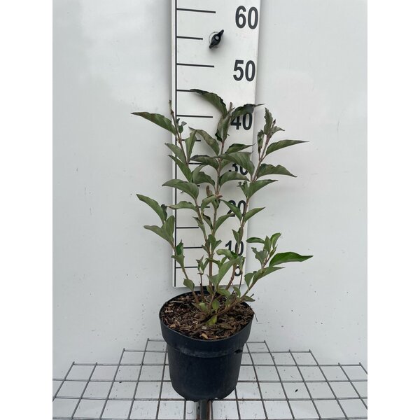 Syringa patula 'Miss Kim' - 3,0L 40+