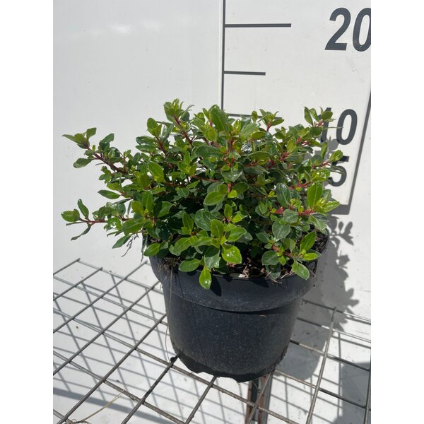 Escallonia 'Red Dream' - 3,0L