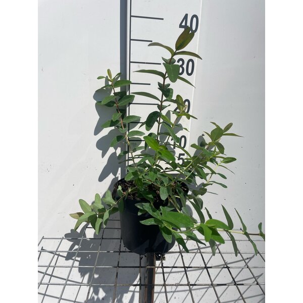 Hypericum 'Hidcote' - 3,0L