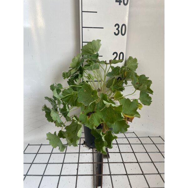 Alchemilla mollis - 1,3L