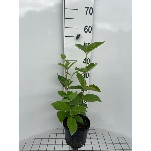 Viburnum lantana - 3,0L 40+