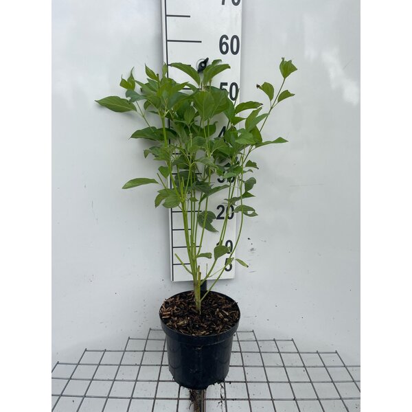 Cornus sericea 'Flaviramea' - 3,0L