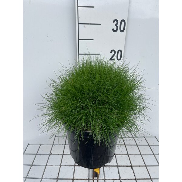 Festuca gautieri 'Pic Carlit' - 5,0L