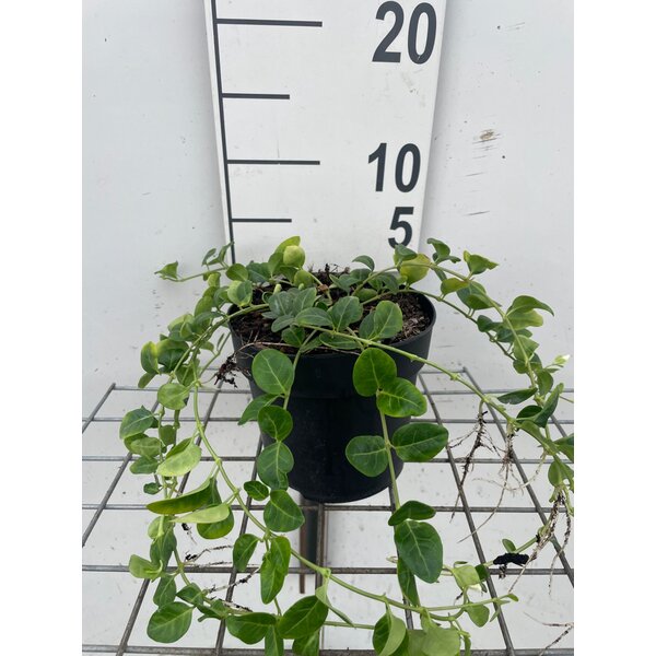 Vinca minor 'Alba' - 1,3L