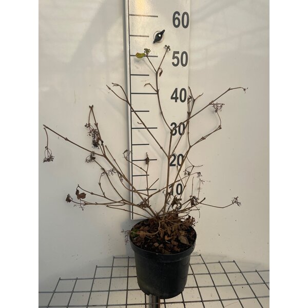 Viburnum plic. 'Watanabe' - 3,0L 40+