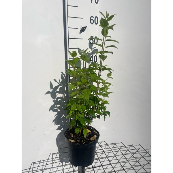 Philadelphus 'Belle Etoile' - 3,0L 50+