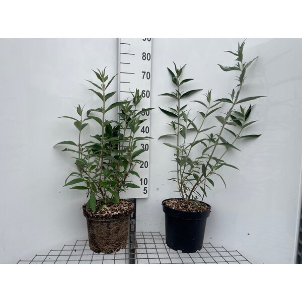 Buddleja d. 'Black Knight' - 7,5L