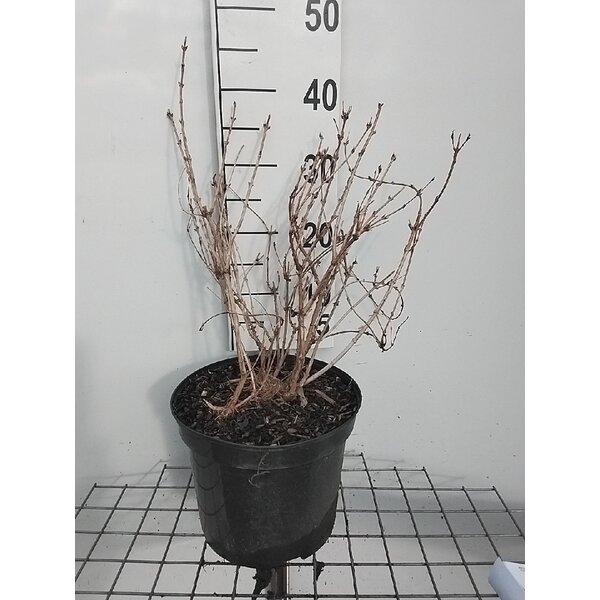 Deutzia gracilis - 7,5L