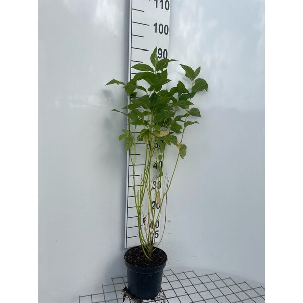 Cornus sericea 'Flaviramea' - 3,0L 60+