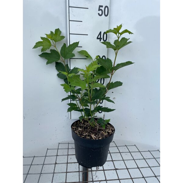Viburnum opulus 'Roseum' - 3,0L