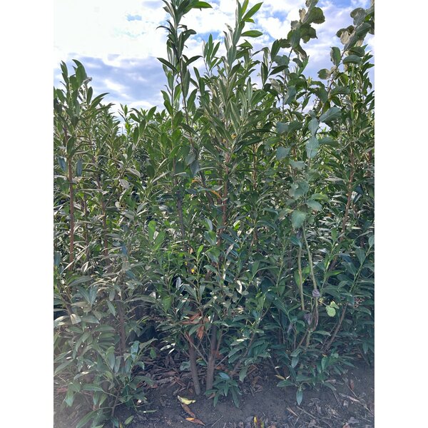 Prunus l. 'Caucasica' - met kluit 200+