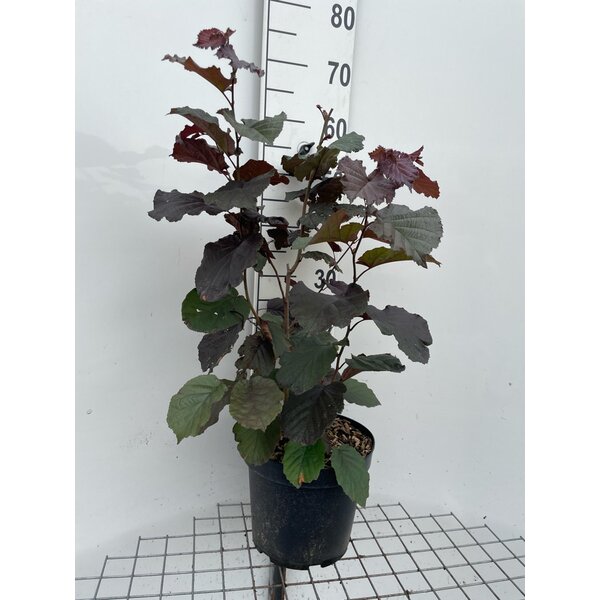 Corylus maxima 'Purpurea' - 7,5L