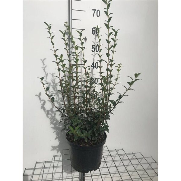 Osmanthus burkwoodii - 5,0L 60+