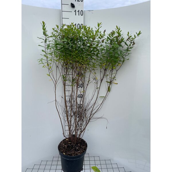Spiraea billardii - 7,5L 80+