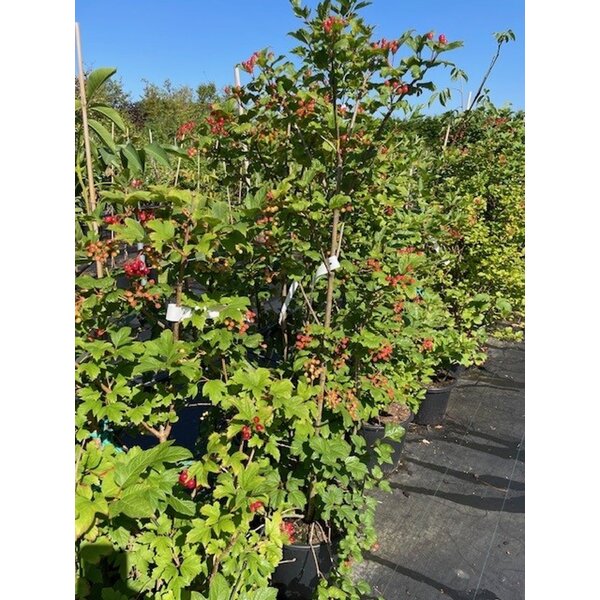 Viburnum opulus - 20L 100+
