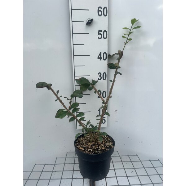 Euonymus alatus - 3,0L 40+