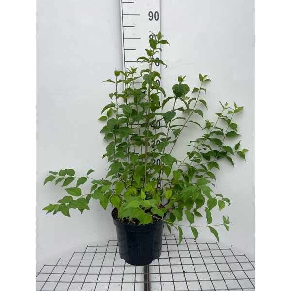 Philadelphus 'Belle Etoile' - 7,5L