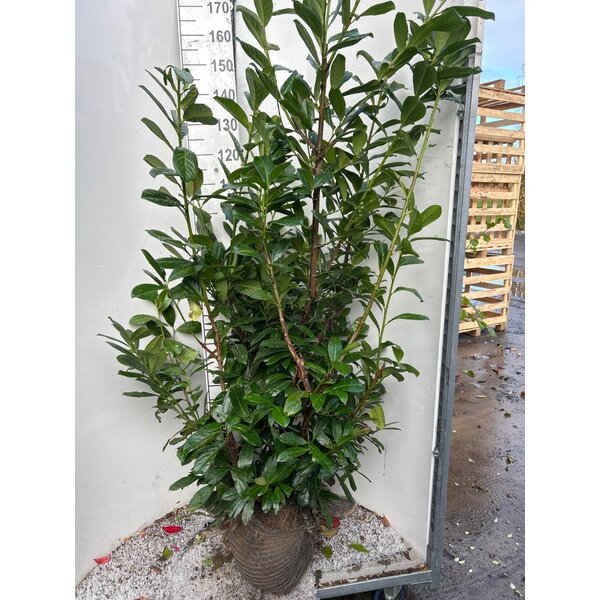 Prunus l. 'Novita' - met kluit 150+