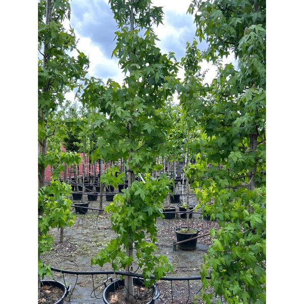 Liquidambar styraciflua - 50L 10-12 geveerd